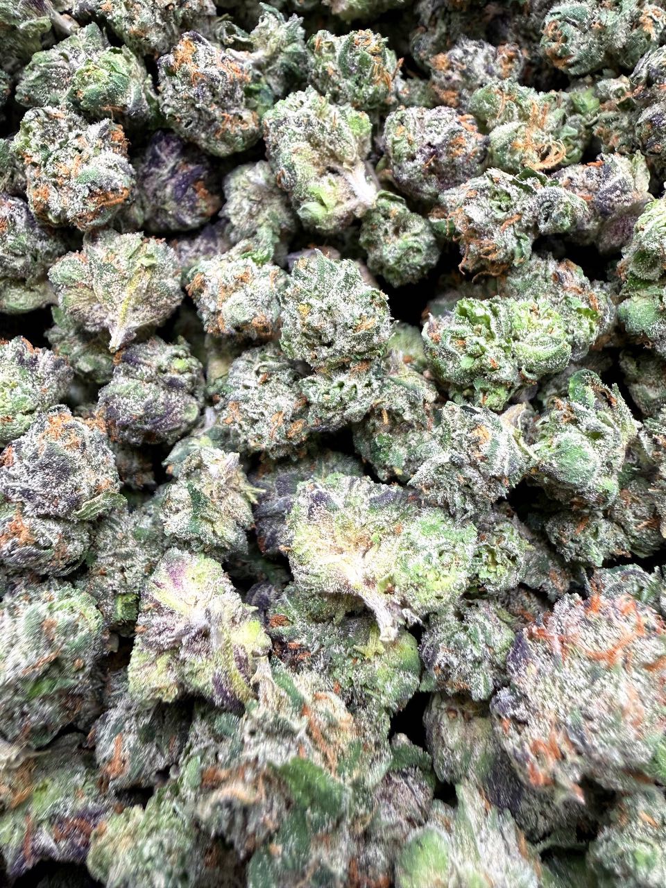 Gruntz (MD + SM) bud — macro shot showing trichomes and structure